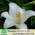 Chinese High Grade Lily Bulbs